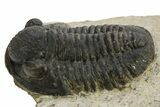 Detailed Gerastos Trilobite Fossil - Morocco #310267-2